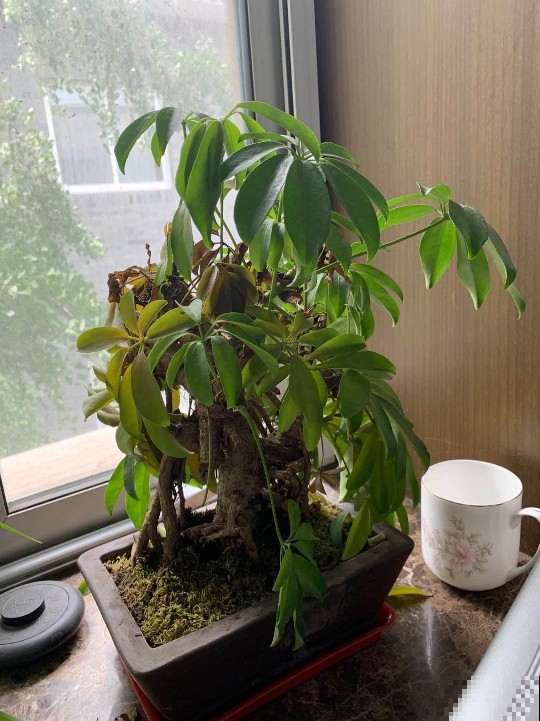 秋天太干燥，盆栽枯黄一大片，这么两招几天就全解决！