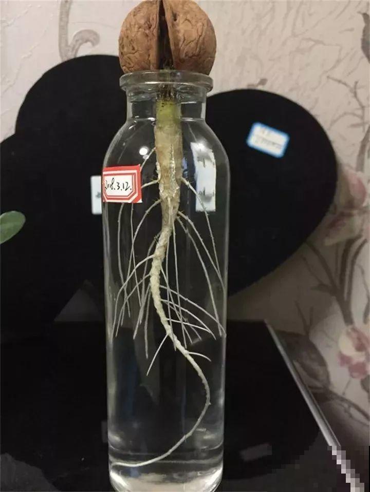 路边银杏摘个果，回家一处理，变成阳台小盆栽！