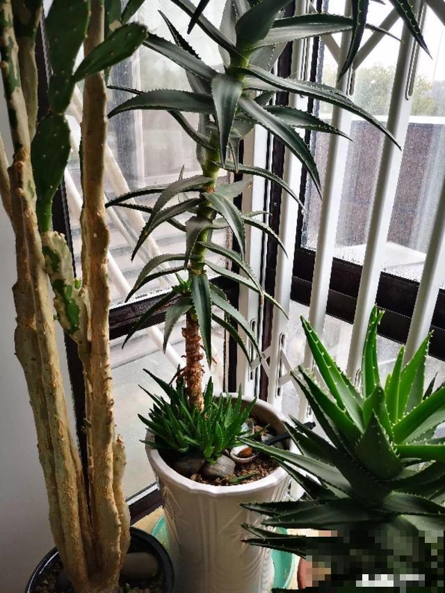这花杆子比胳膊粗，砍一段就生根，1个月变老桩