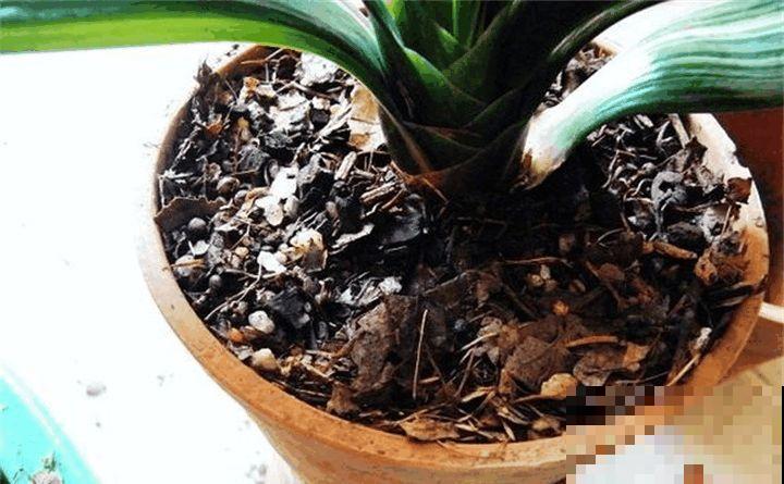 秋天给这花换盆，少了这一步，还不如不换