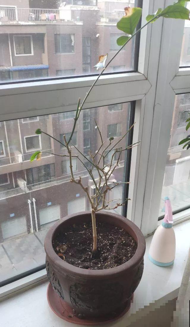茉莉剪狠了，小心缓不过来，冬天叶子全掉光！