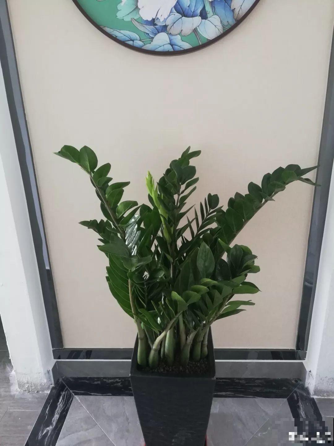 适合养在客厅里的4种花，喷一喷窜出花骨朵，漂亮上档次！
