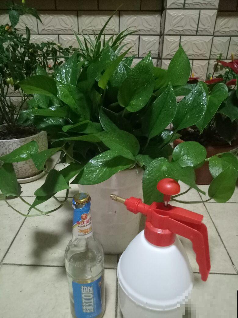 用这种方法浇花，花疯长，眼馋坏了！