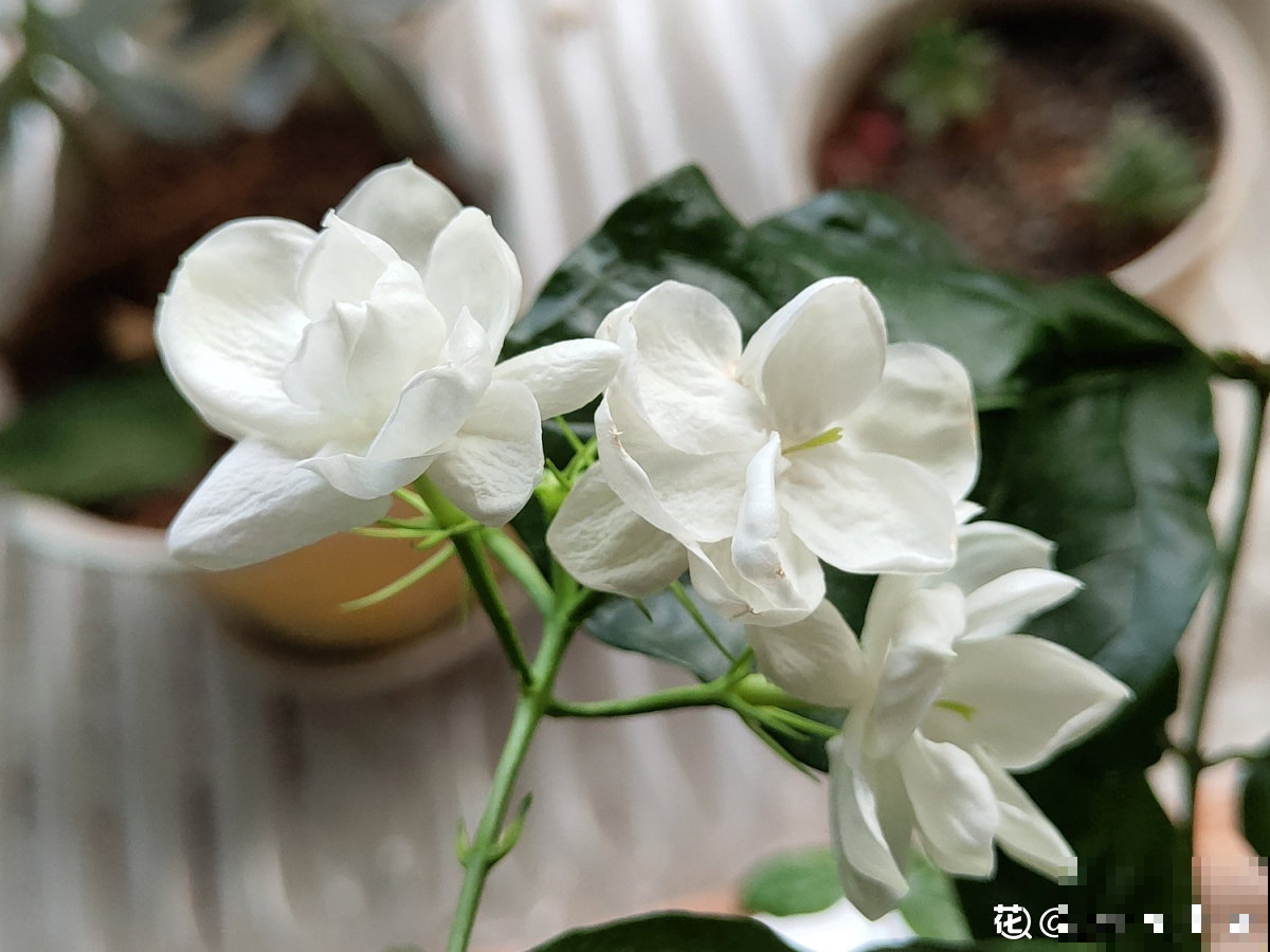 一剪子下去，茉莉花越冒越多止不住，半月长势顶别人一年的！