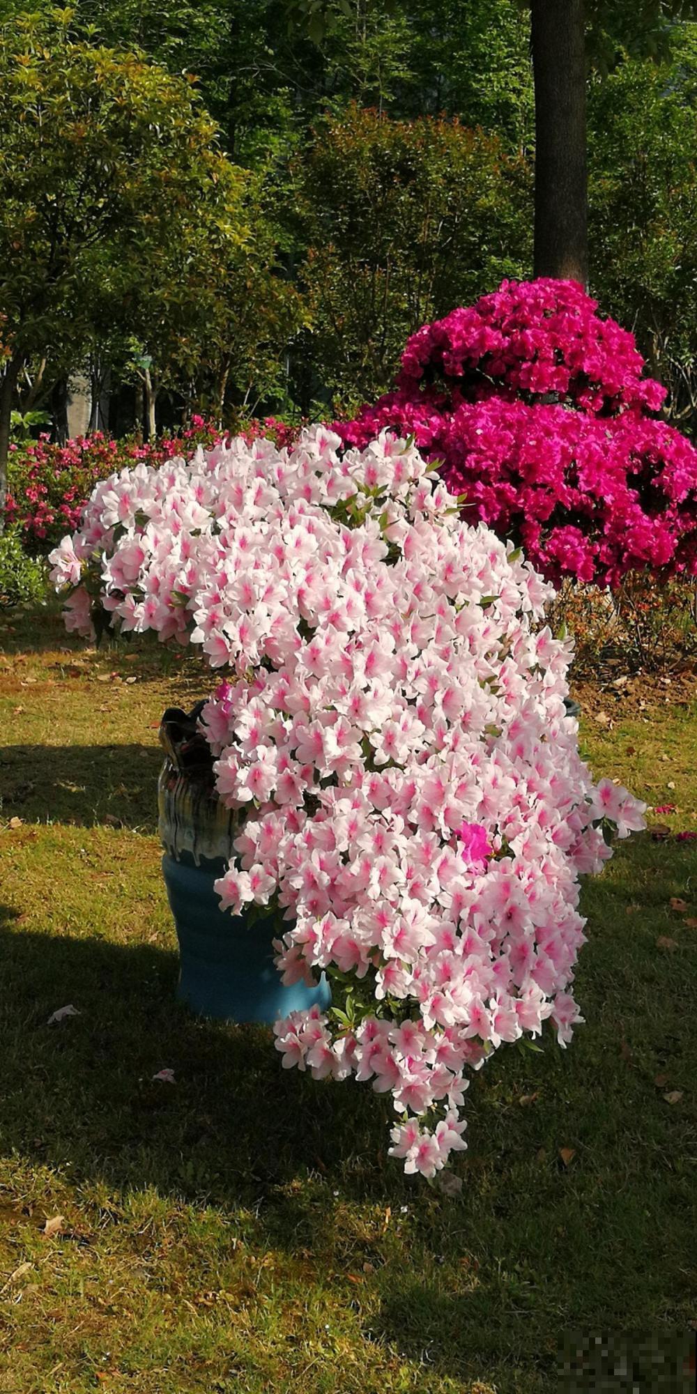 杜鹃花长得太美像玫瑰？做到这几点，花期还能提前