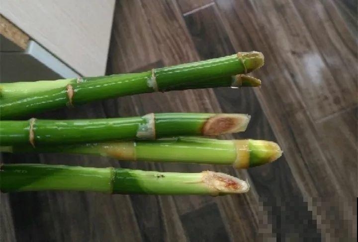 这花寓意极好，十块钱一捆，插水里就能活！