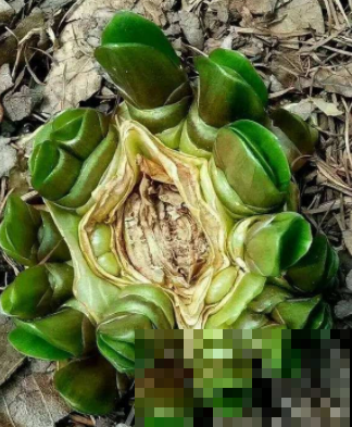 原来砍头有这么多妙处，烂根黄叶别再困扰，拿把菜刀一砍就完事！