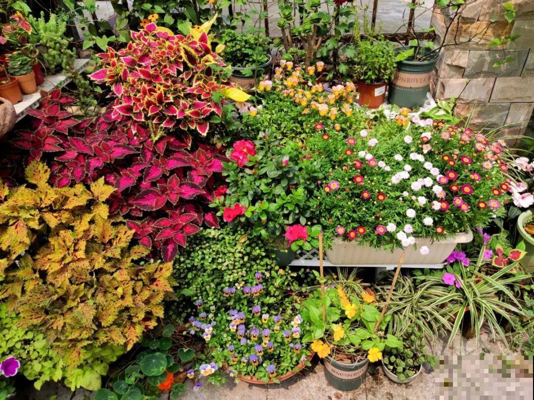 9月份逛花市，这花最好看、最好养，放心抱回家！