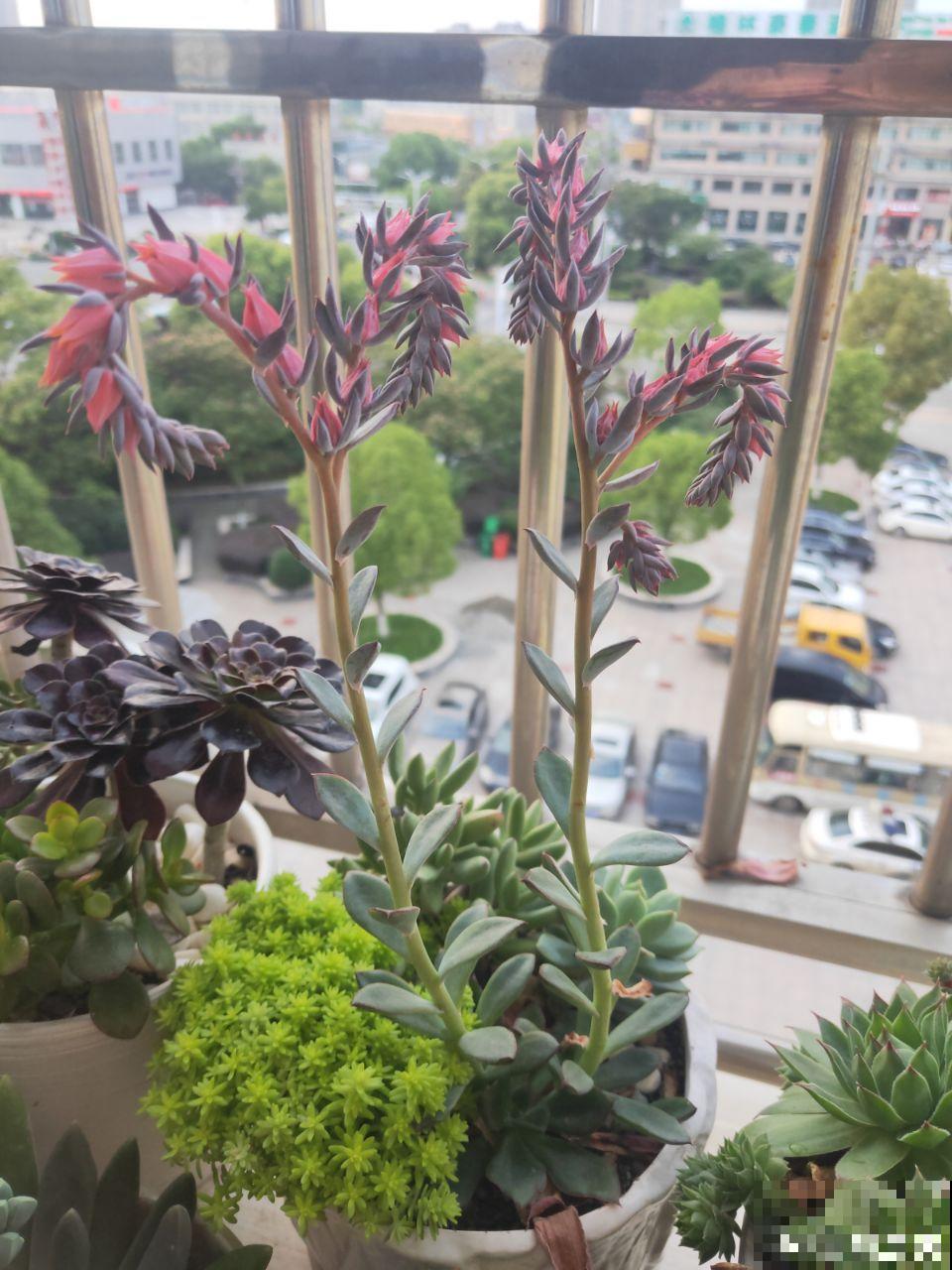 多肉养开花了？先别急着高兴，剪得越早长得越好！