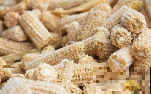 原来玉米养花效果这么好，既能施肥还能防烂根，赶紧准备一根！