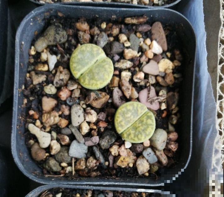 多肉出现4种信号，摆明了是要换盆，再晚秋天就不长了！