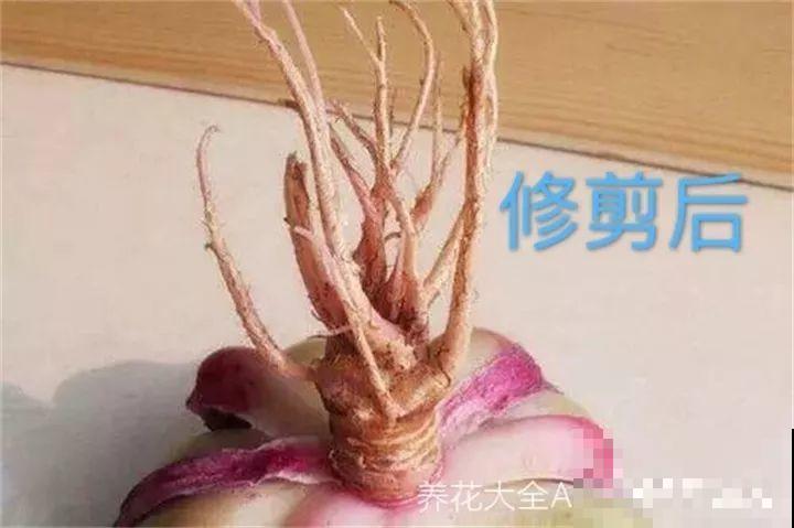 秋天给多肉换盆，少了这一步，还不如不换！