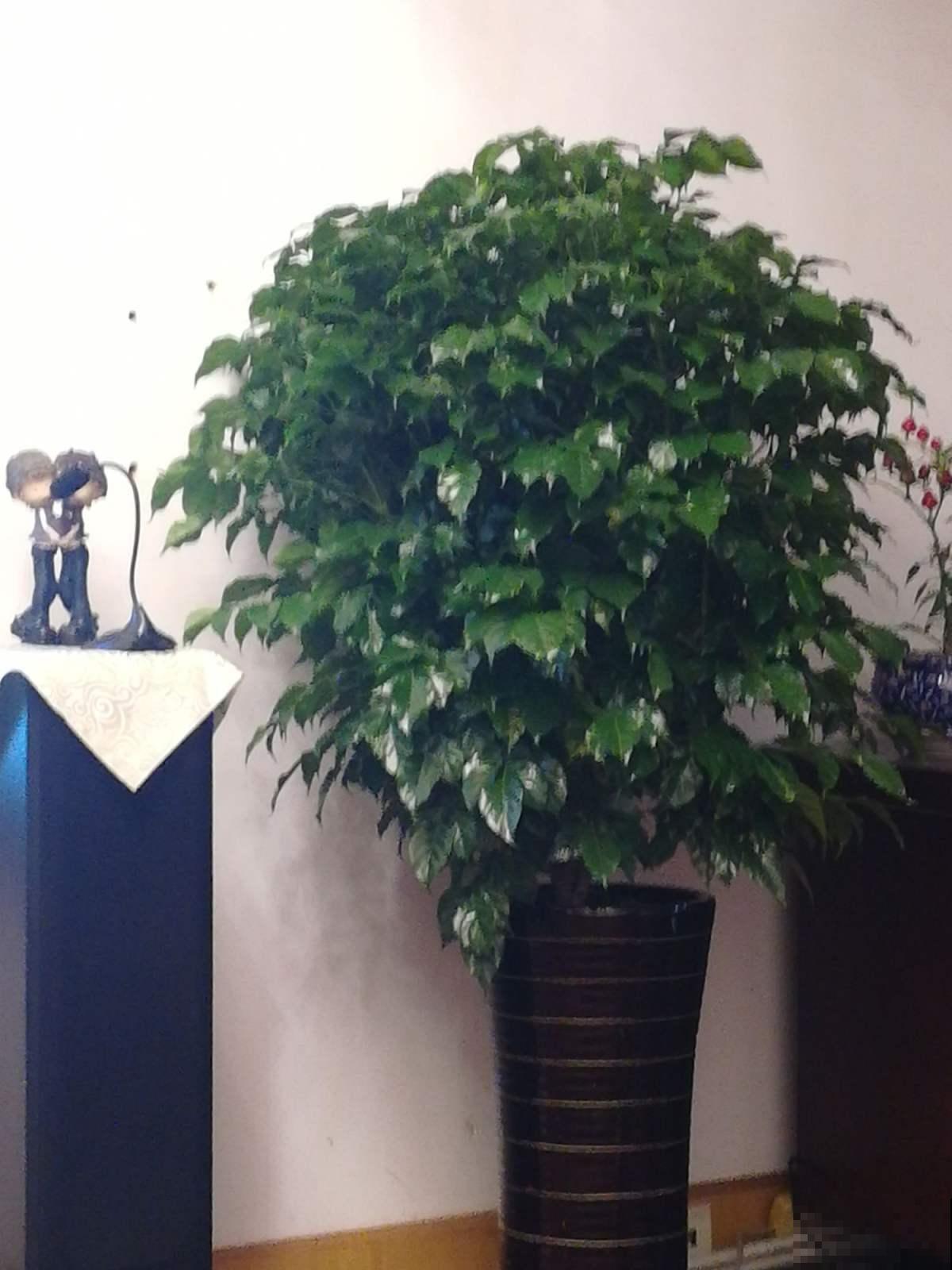 家有幸福树，这么养护枝繁叶茂幸福来，吉祥极了！