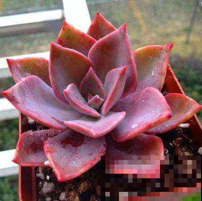你养过粉色的多肉吗，梦幻甜美好可爱，阳台养一盆就勾起少女心！