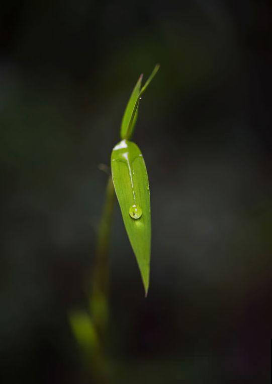 等我们老了,就找个院子,清晨养花傍晚喝茶! 等我们老了,就找个院子,清晨养花傍晚喝茶!
