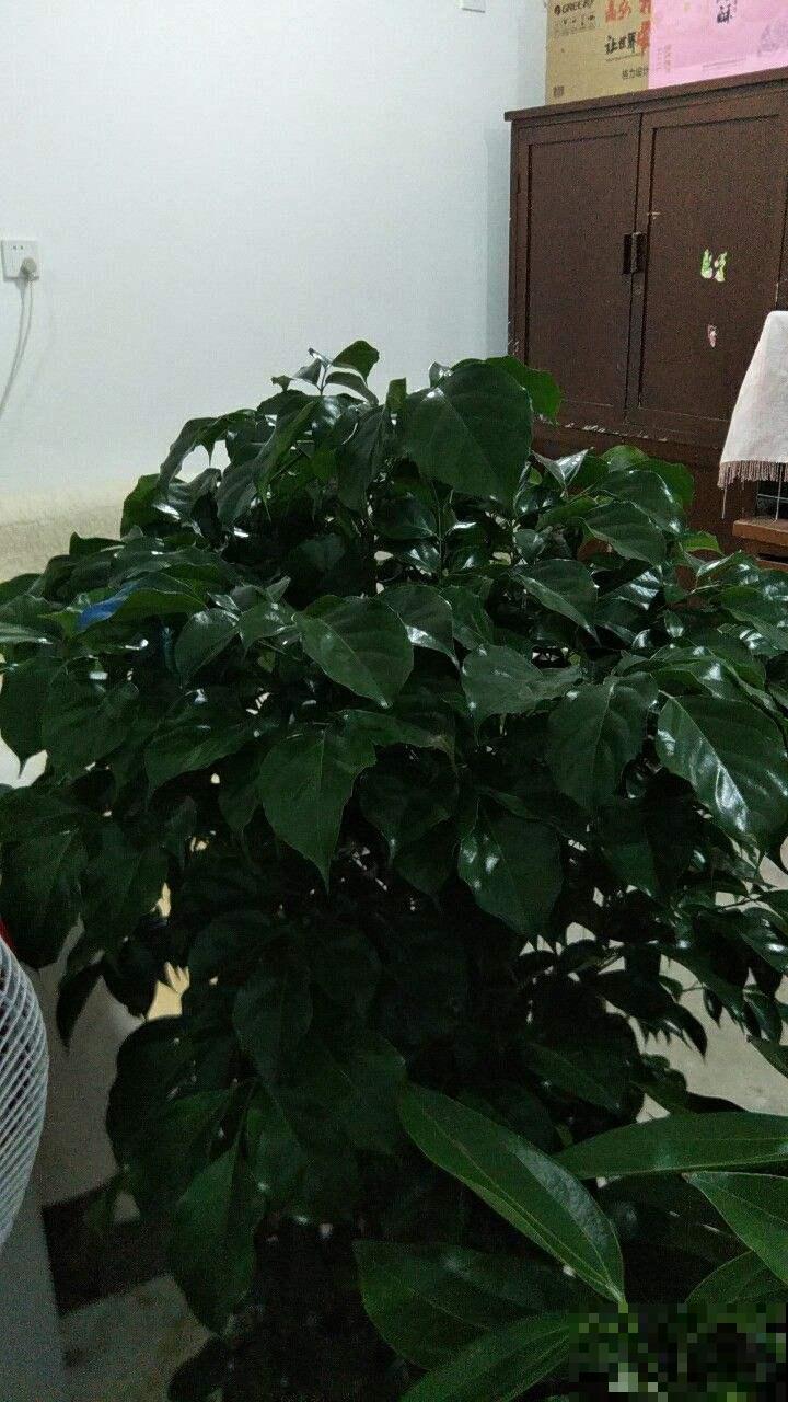 家有幸福树，这么养护枝繁叶茂幸福来，吉祥极了！