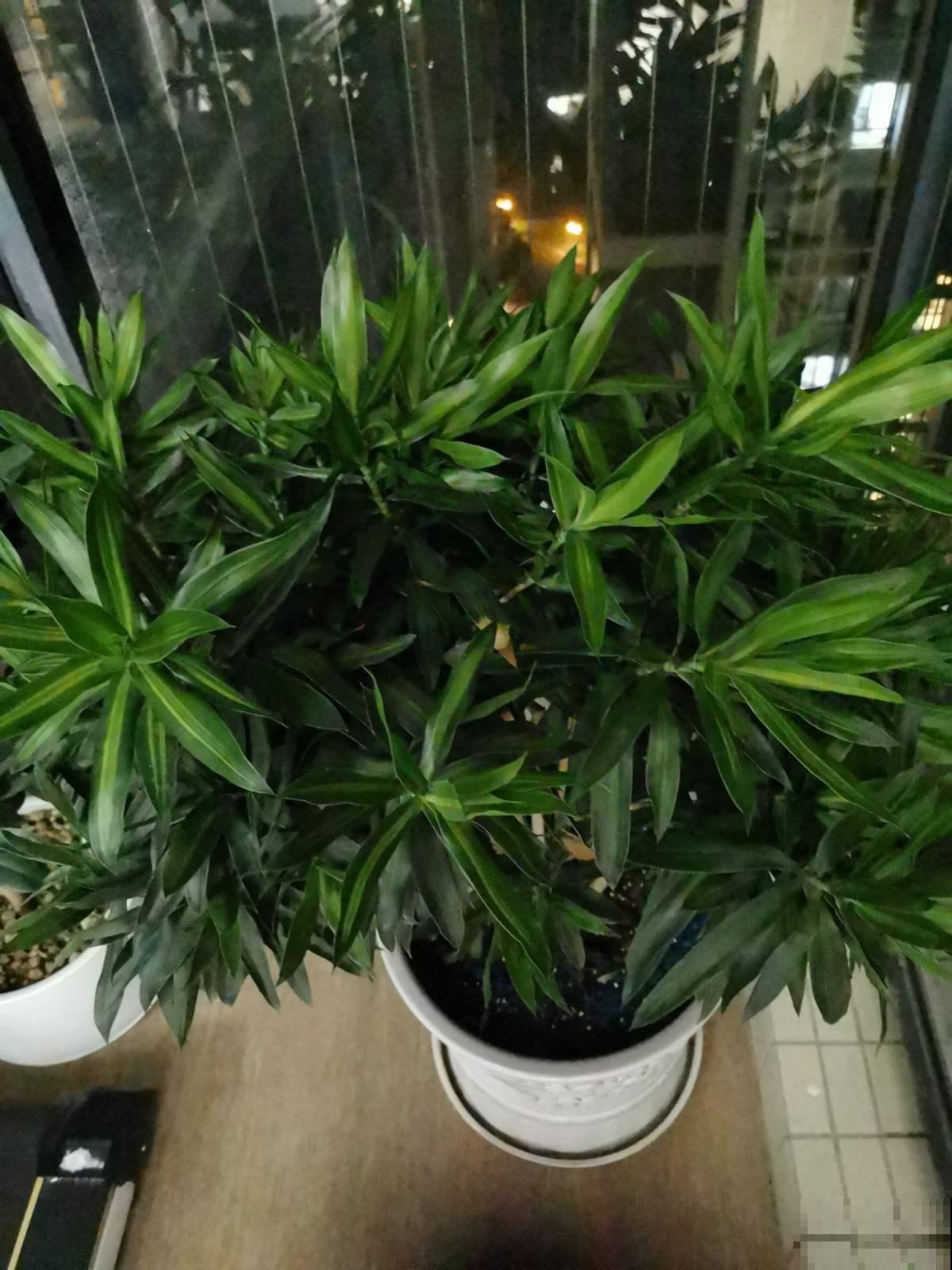 想让富贵竹秋季也能不黄叶，赶紧做这个小动作，几天就能呼呼长！