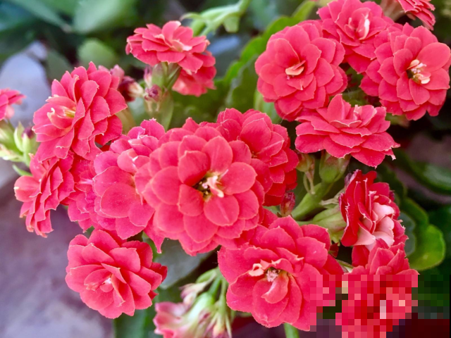 见过花期久的，没见过这么久的，猛开10个月不凋谢的花你养过吗？