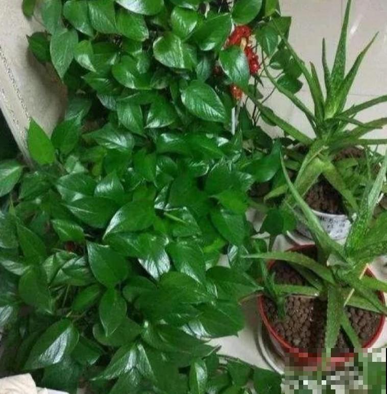 这些都是大家认为最好养的花，不用经常管，就能长爆盆！