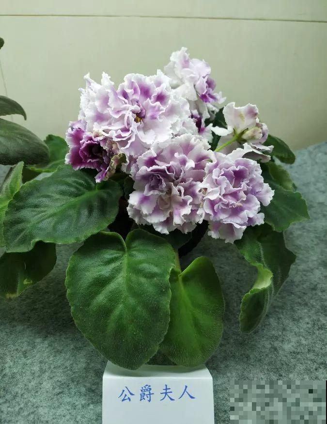 最耐阴的花就是它，光线弱也能开爆盆，越养越上瘾！