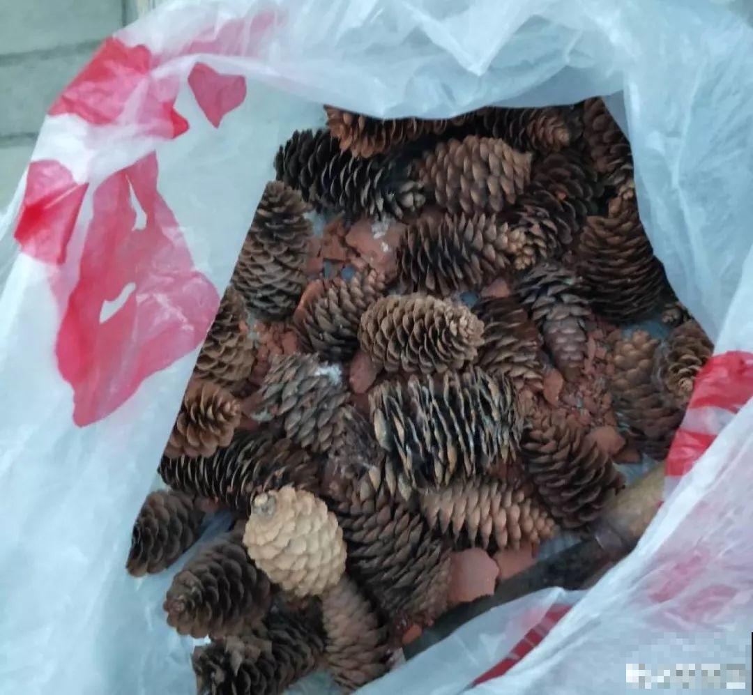 花盆里垫点它，浇点水就疯长，大白根挤满盆！