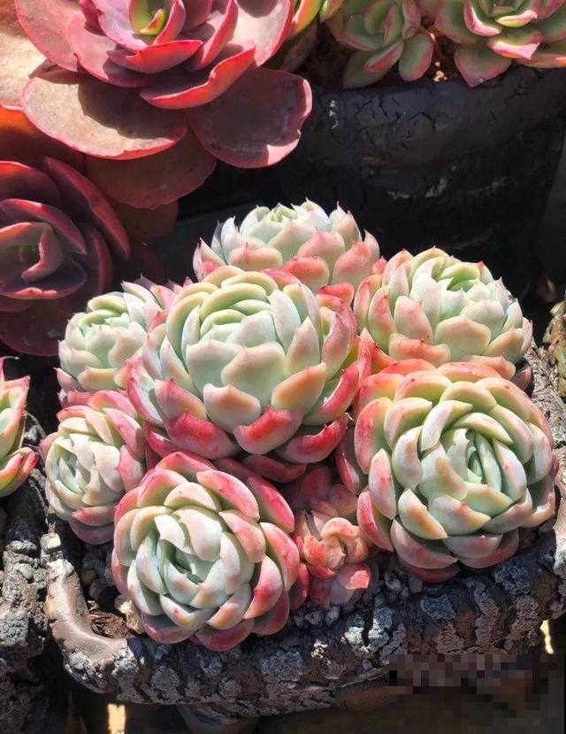 一排排的这种植物，整齐划一地放在阳台上，让人羡慕