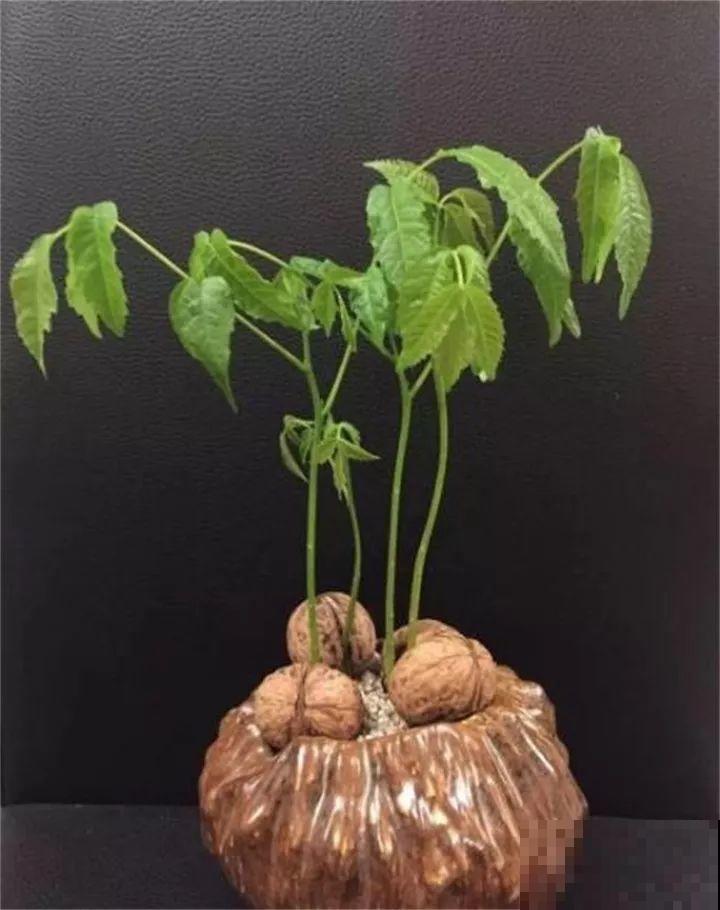 路边银杏摘个果，回家一处理，变成阳台小盆栽！