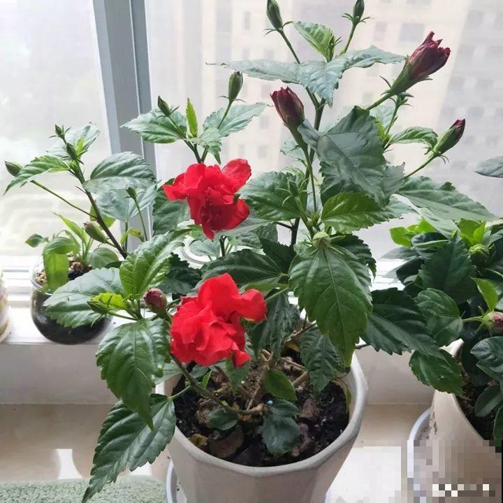这花一年四季都在开，堪称劳模，可别买到假货！