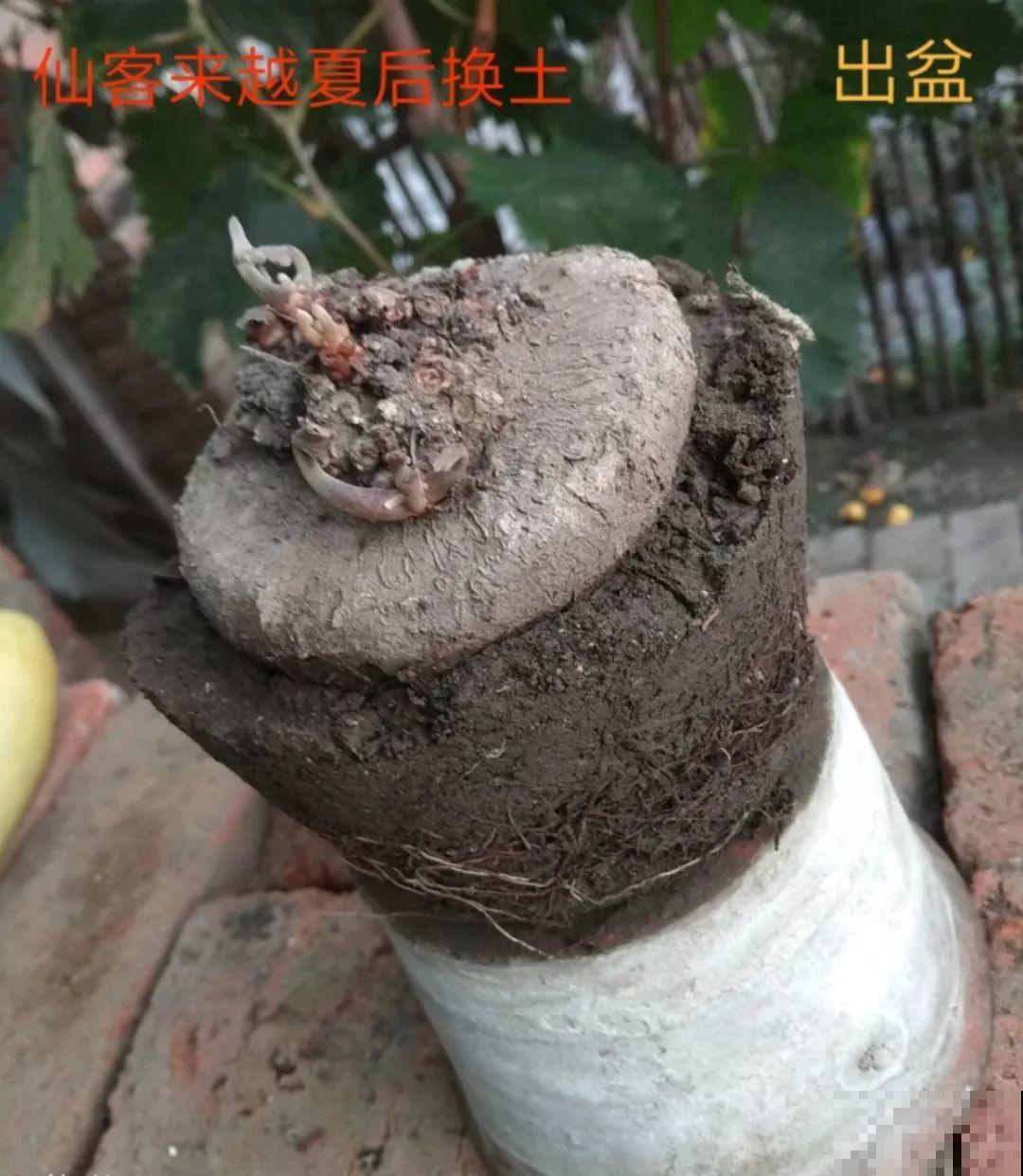 快死的花，挖出来换个盆，立马呼呼长新叶，活了！