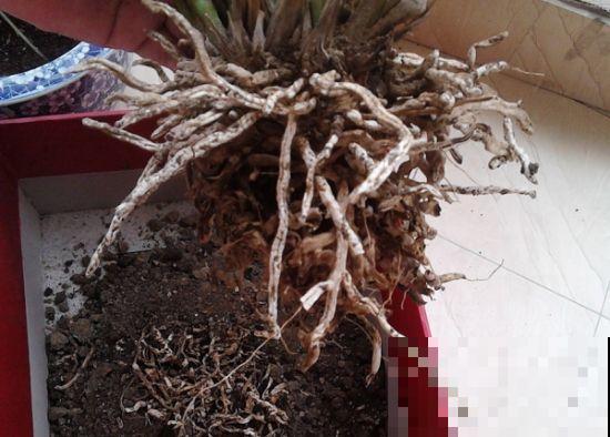 养花总是空根咋整，只用一样常见东西就能挽救，赶紧撒上点！