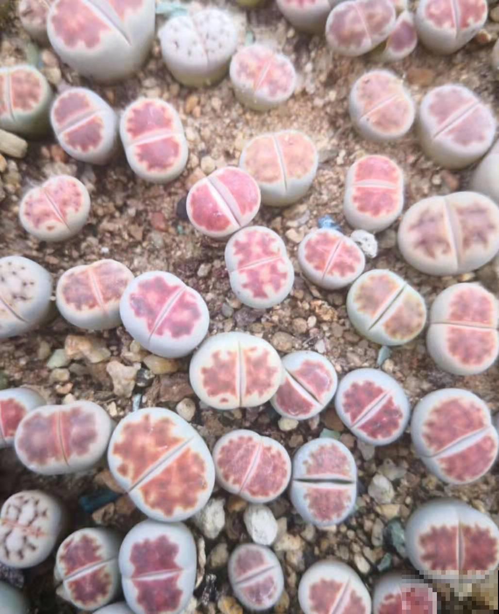 这几种植物长，养起来不占地方还好看，关键还很便宜！