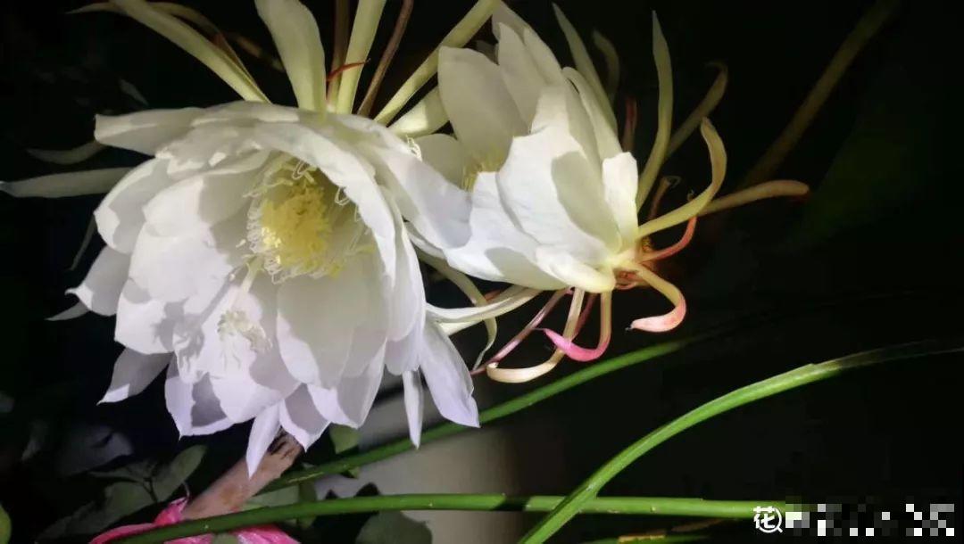 这花真稀罕，刚开花就被掐光了，花钱未必买得到！