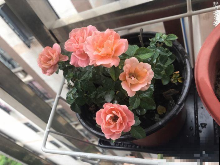 浇水掺点它，不黄叶不烂根，花越长越旺！