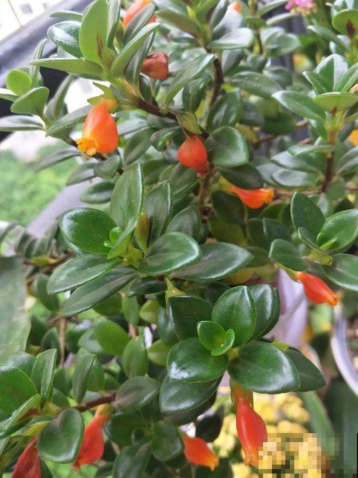你家的金鱼吊兰是不是养成“菜”？这么养，一年四季都开花！