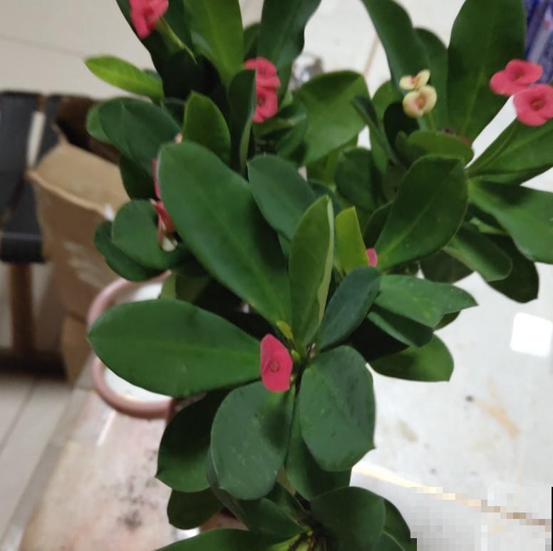 这花真好养，注意这4点，疯长狂开花！