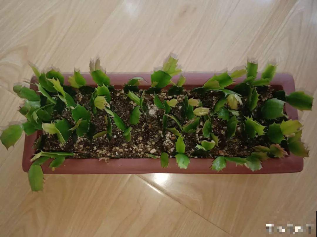 客厅养盆蟹爪兰，开花直冲房顶，谁看了都眼红！