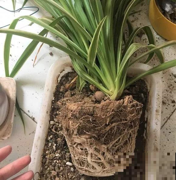 这几种花是吃土机器，秋天必须换盆土，否则再怎么养都黄叶哗哗掉