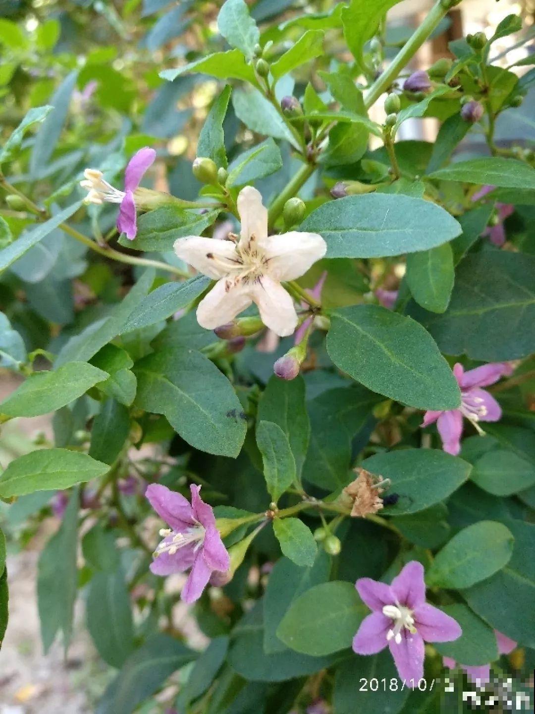 这花养一盆，满屋飘香，摘下来还能泡水喝！