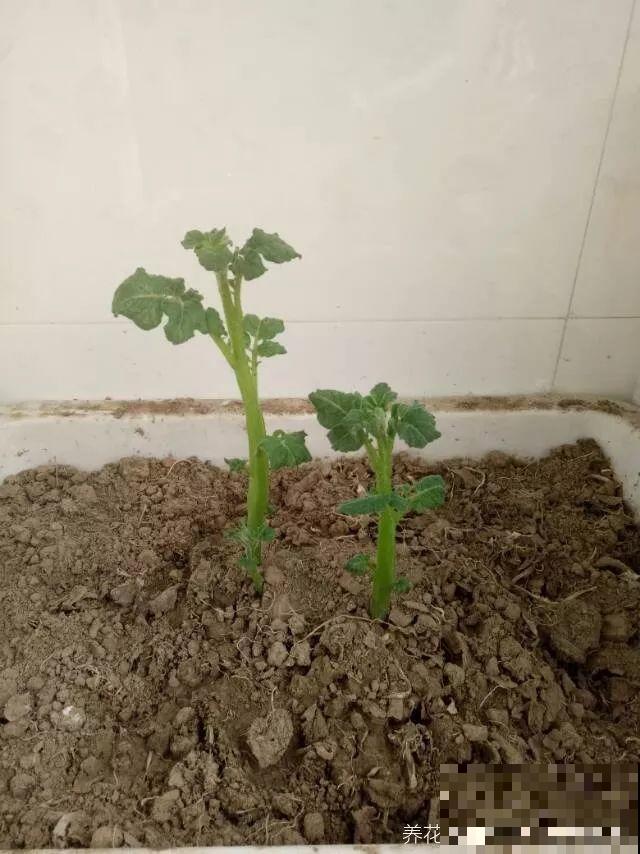 发芽的菜扔水里，15天长一桶，全家乐开花！