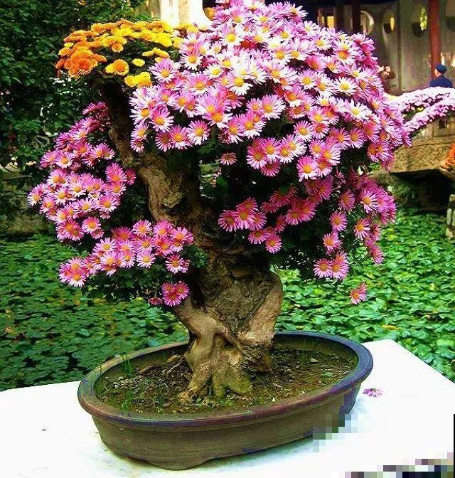 一个碗大的花盆，也能种出苹果树？别说，看着还挺诱人的！