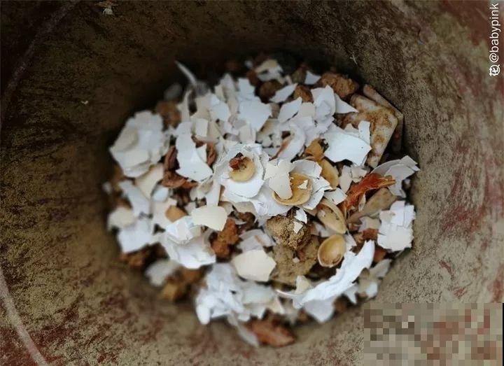 秋天换盆，先在盆底铺层木炭，排水透气好过冬！