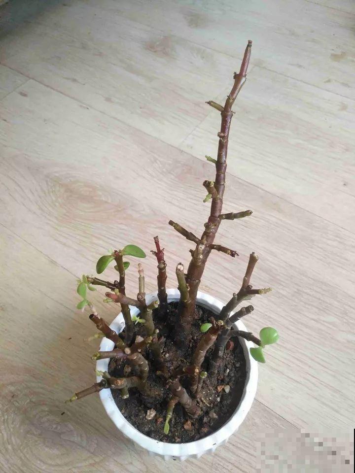 金枝玉叶换换土，比施肥都管用，瘦弱的嫩枝照样养成老桩！