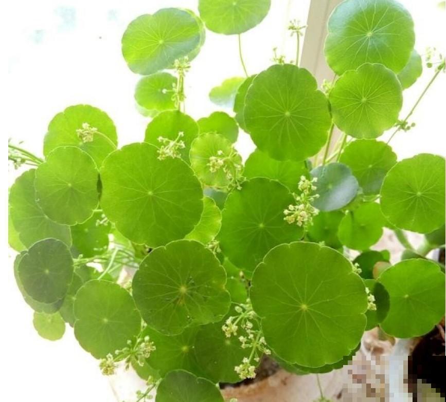 铜钱草越养越长虫，那是因为你在之前加了它！