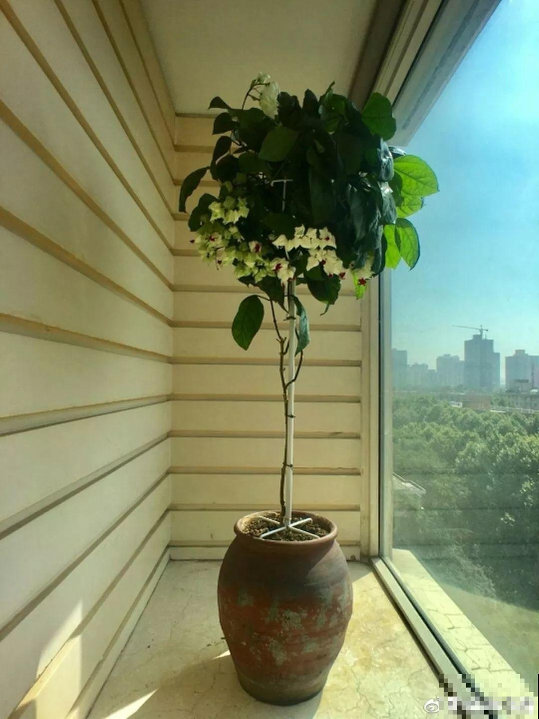 这花全年无休，能爬藤能开花，白珠子一个接一个！