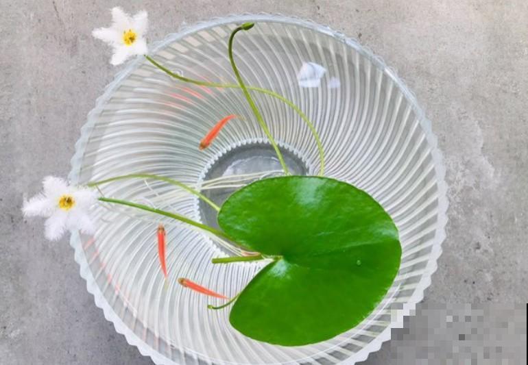 听说一片叶子能开花？放在水里，90天就能开花！