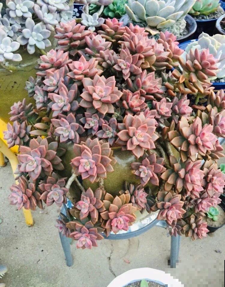 多肉爆头上百个，还是露天养，只用2个月！