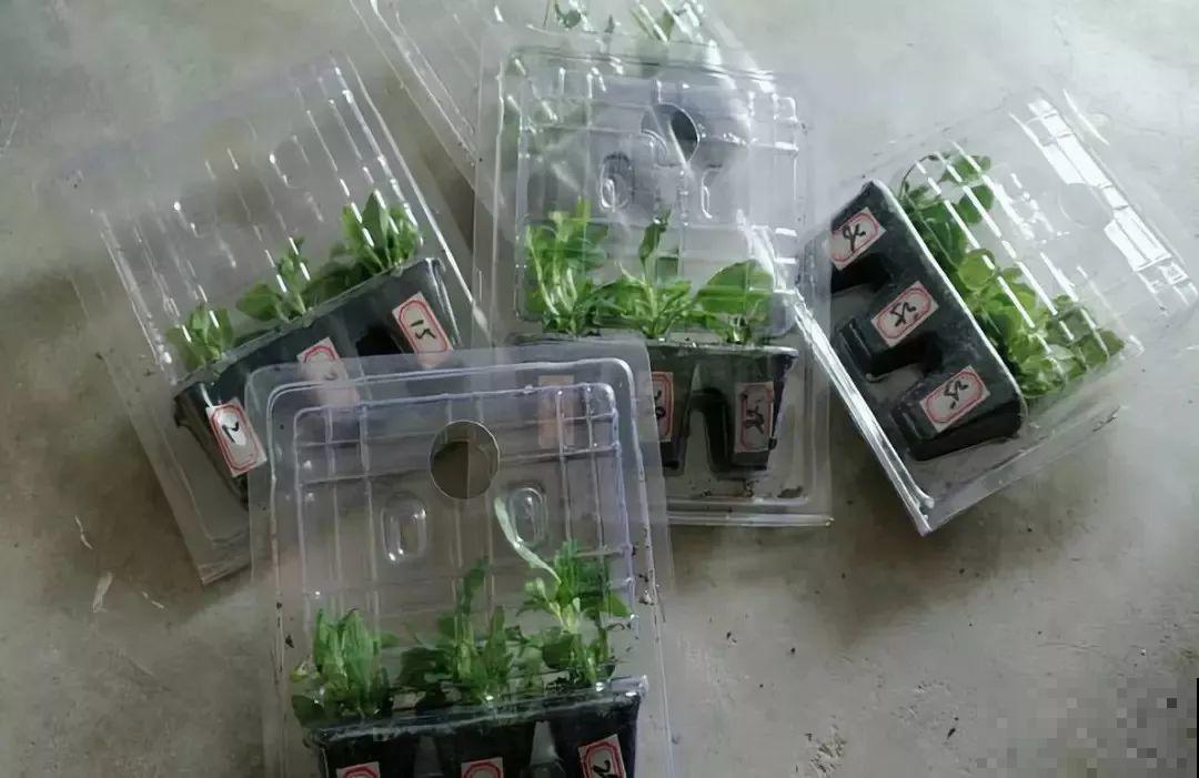 超耐寒的懒人花，五颜六色精致得很，穷养也能开爆盆！