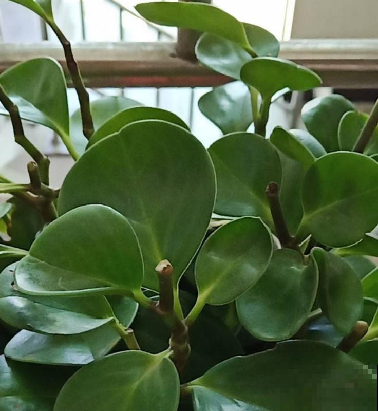 这植物揪个小叶片，沾点土，一盆变多盆！