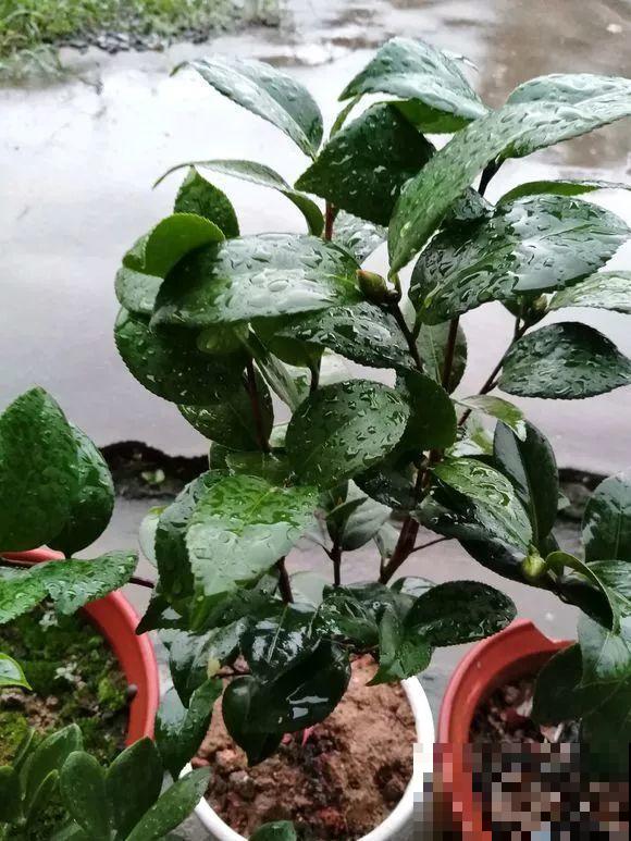 君子兰光长叶不开花？趁着秋天换换土，营养够了才能窜花枝！