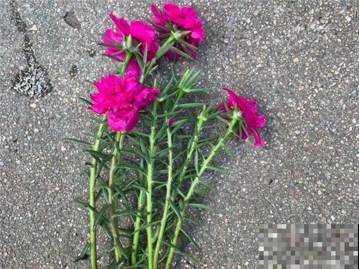 这花养一棵就够了，越剪越长，栽门口直接长成一棵树！